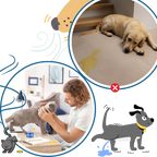 Anxiety Relief For Pets